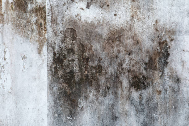Best Biohazard Mold Removal  in Brookhaven, GA