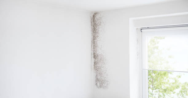 Best Water Damage & Mold Remediation  in Brookhaven, GA