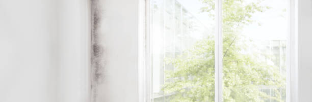 Best Asbestos and Lead Testing During Mold Inspection  in Brookhaven, GA